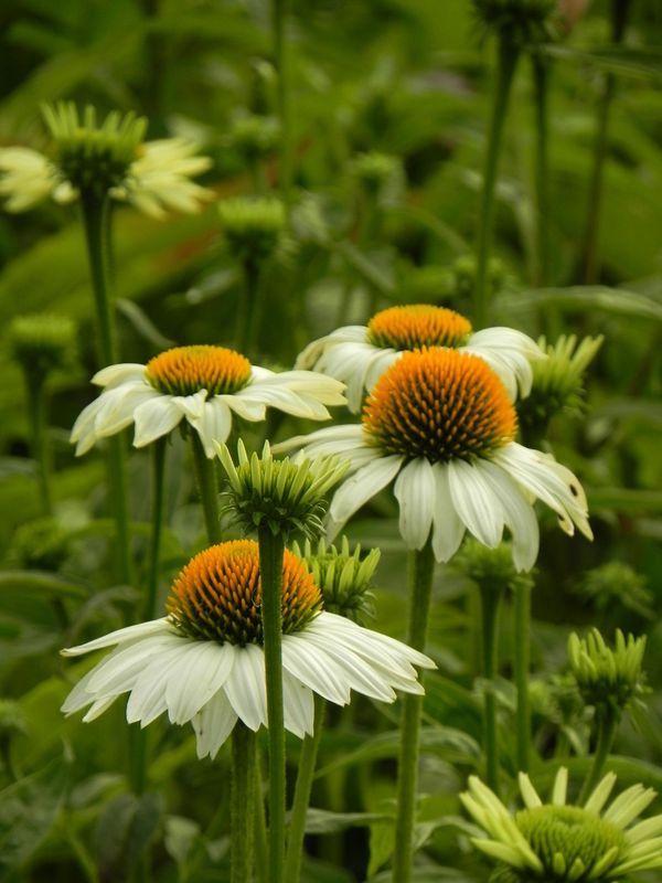 Echinacea purpurea ‘PowWow™ White’