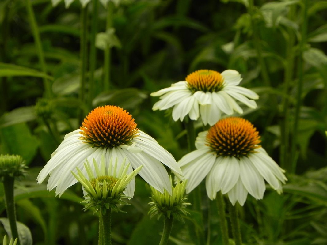 Echinacea purpurea ‘PowWow™ White’