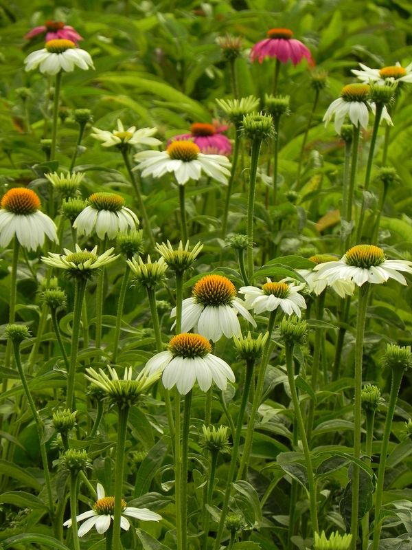 Echinacea purpurea ‘PowWow™ White’