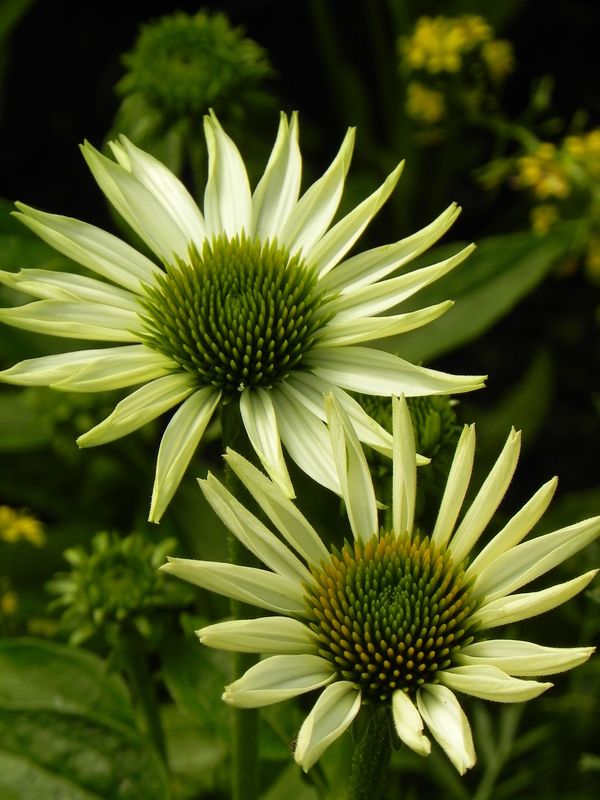 Echinacea purpurea ‘PowWow™ White’