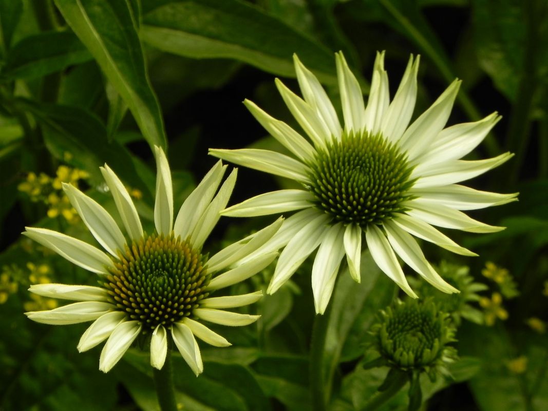 Echinacea purpurea ‘PowWow™ White’