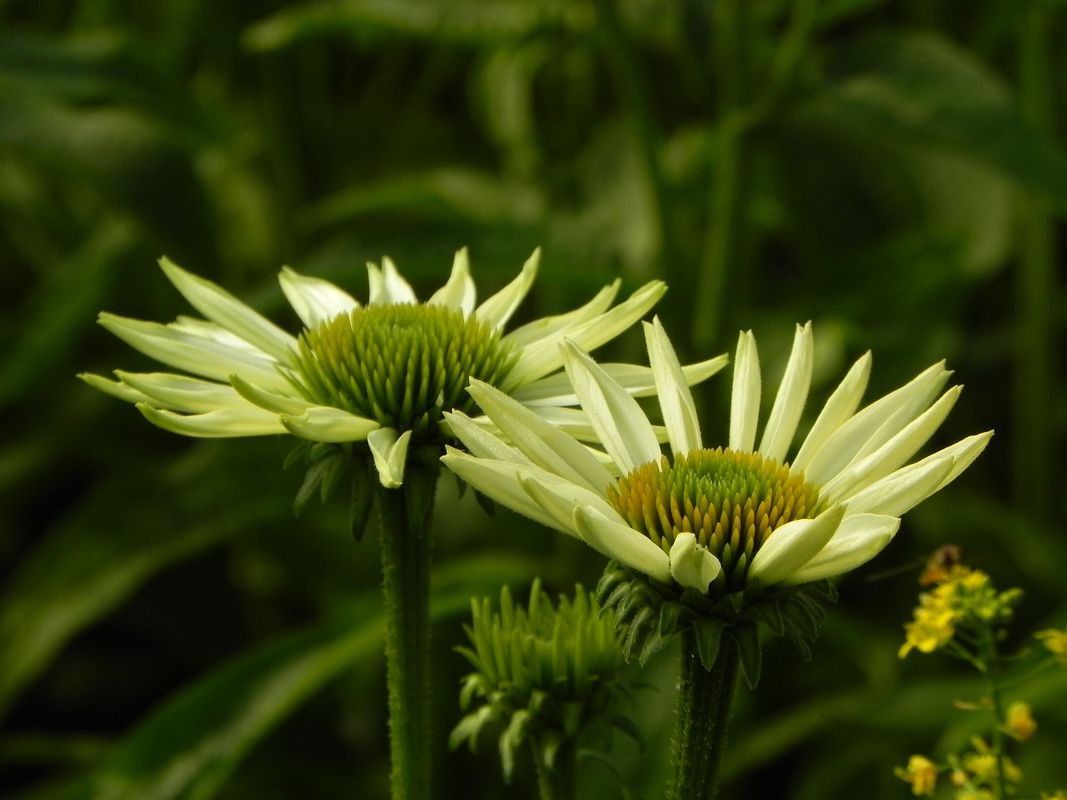 Echinacea purpurea ‘PowWow™ White’