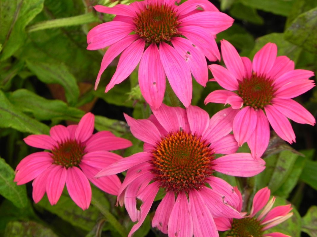 Echinacea purpurea ‘PowWow™ Wild Berry’