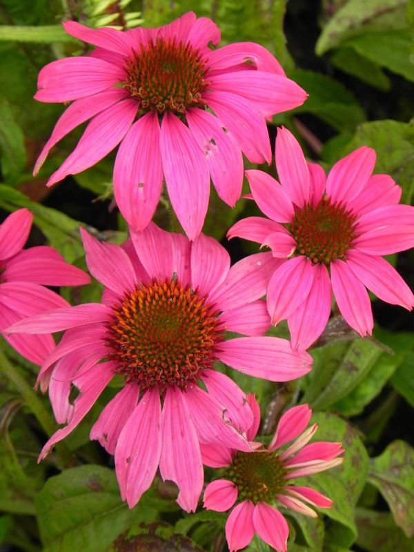 Echinacea purpurea ‘PowWow™ Wild Berry’