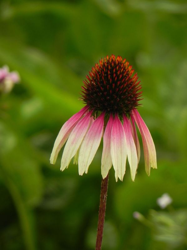 Echinacea purpurea ‘Sombrero® Special White Purple’