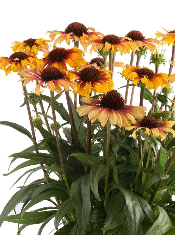 Echinacea purpurea ‘Sombrero® Special Yellow Red’