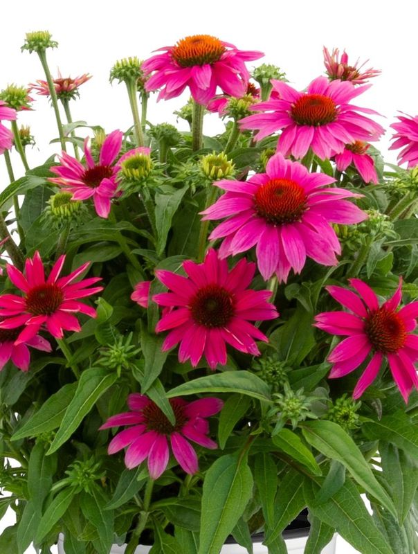 Echinacea purpurea ‘Lacota™ Rose’