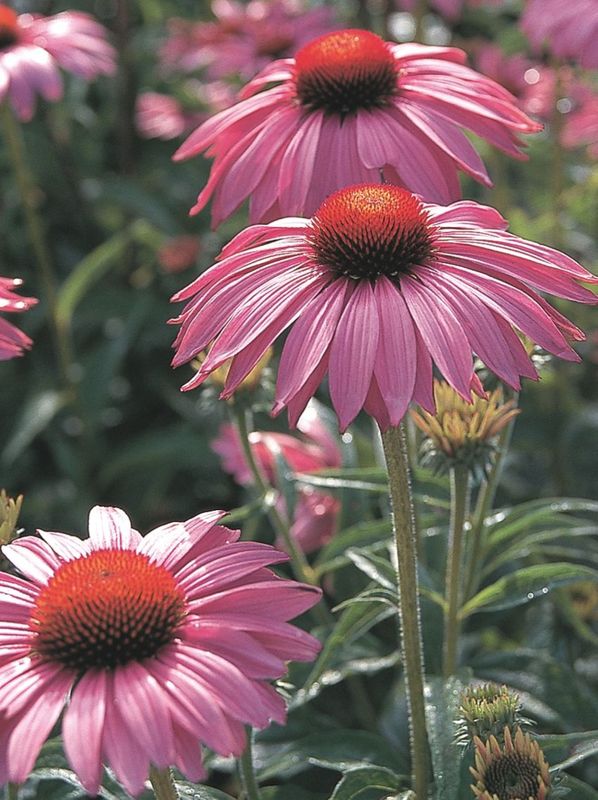 Echinacea purpurea ‘Bright Rose’