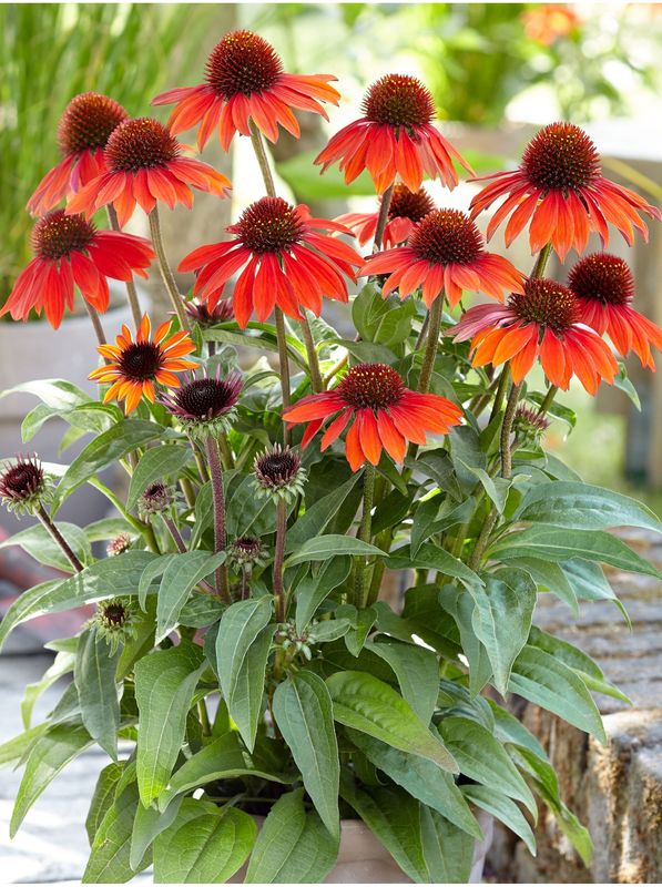 Echinacea purpurea ‘Sombrero® Sangrita’