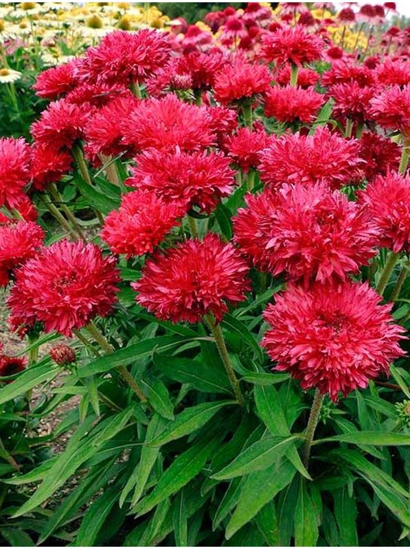 Echinacea purpurea ‘Fringe Festival’