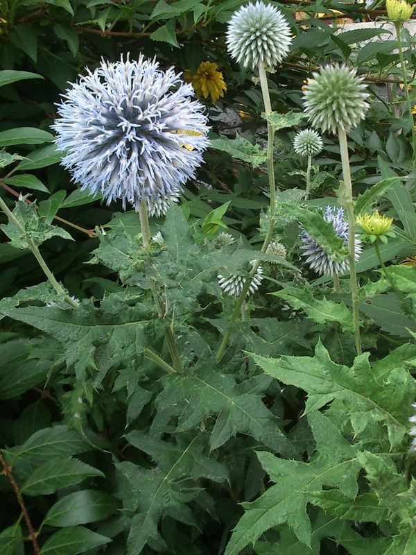 Echinops ritro