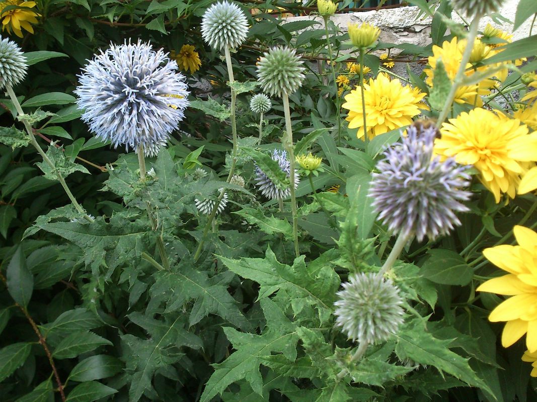 Echinops ritro