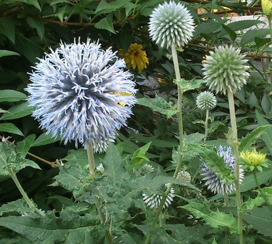 Echinops ritro