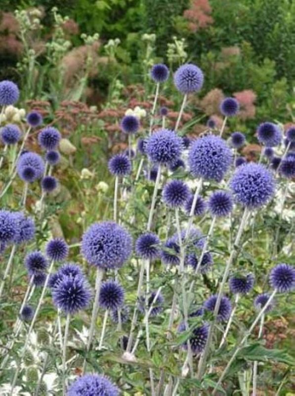 Echinops ritro ‘Platinum Blue’