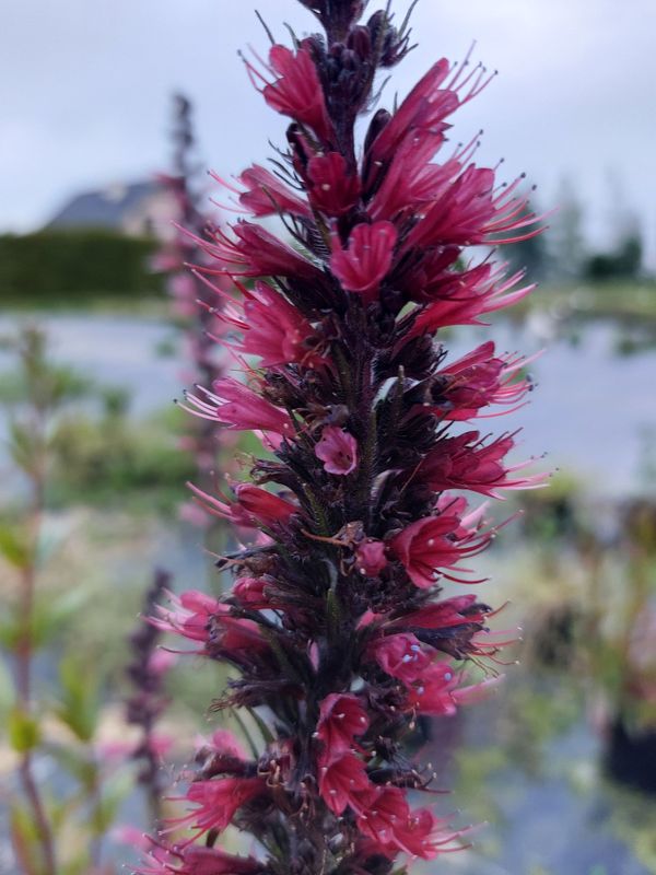 Echium russicum