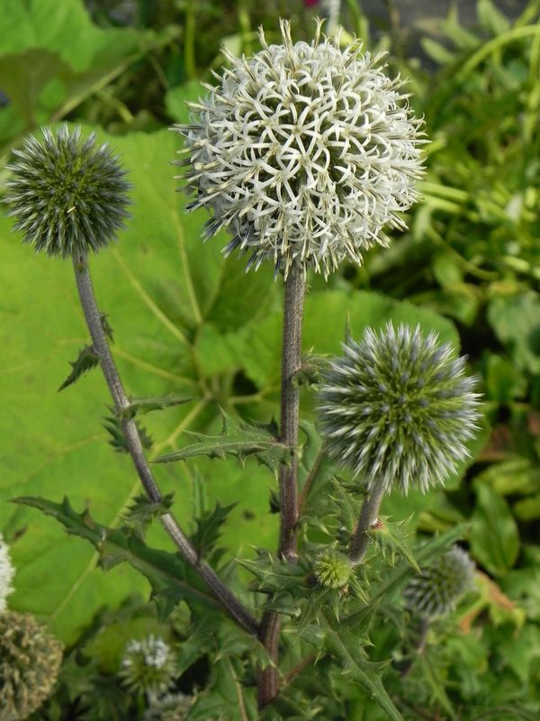 Echinops sphaerocephalus ‘Arctic Glow’