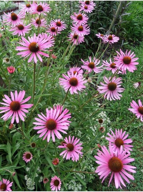 Echinacea tennesseensis ‘Rocky Top’