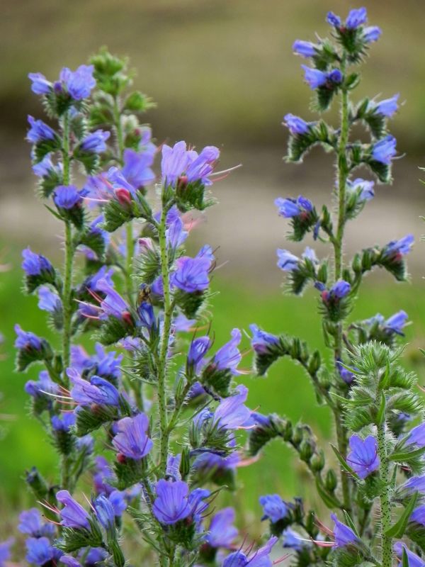 Echium vulgare