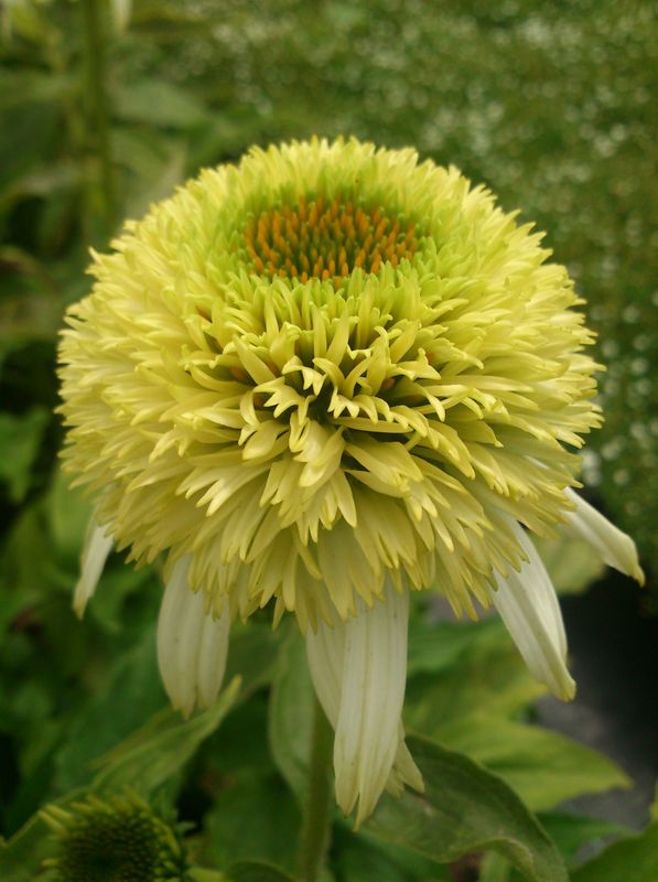 Echinacea purpurea ‘Coconut Lime’