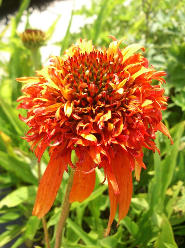 Echinacea purpurea ‘Marmalade’