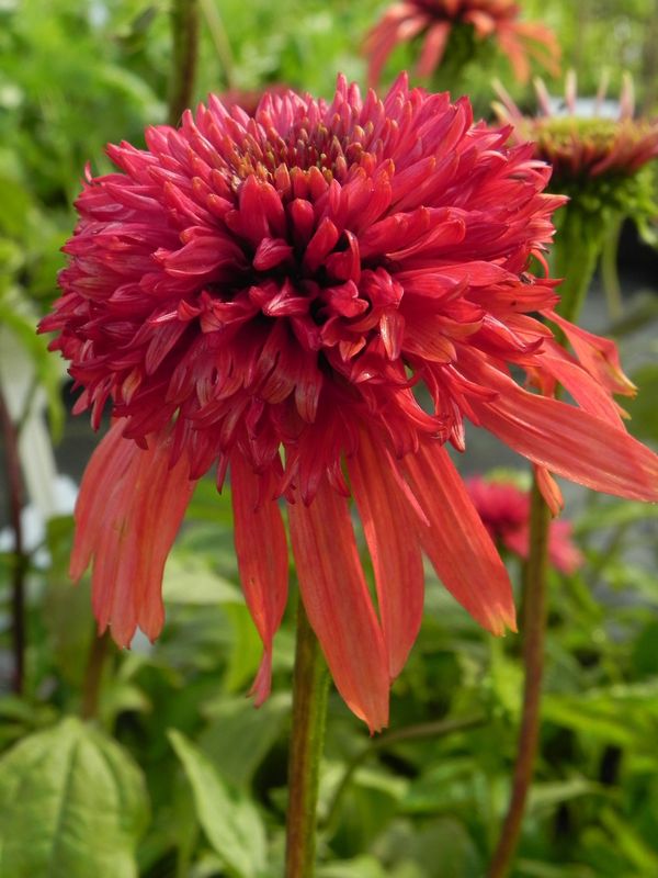 Echinacea x ‘Crunberry Cupcake’