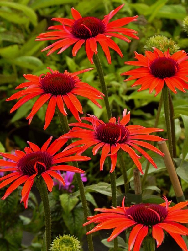 Echinacea x ‘Hot Lava’
