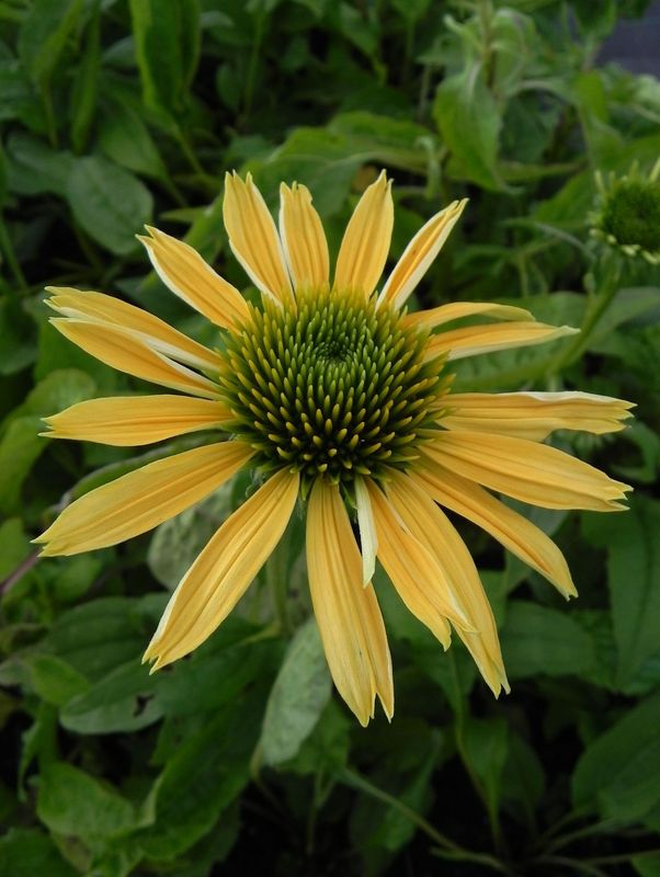 Echinacea x ‘Maui Sunshine’
