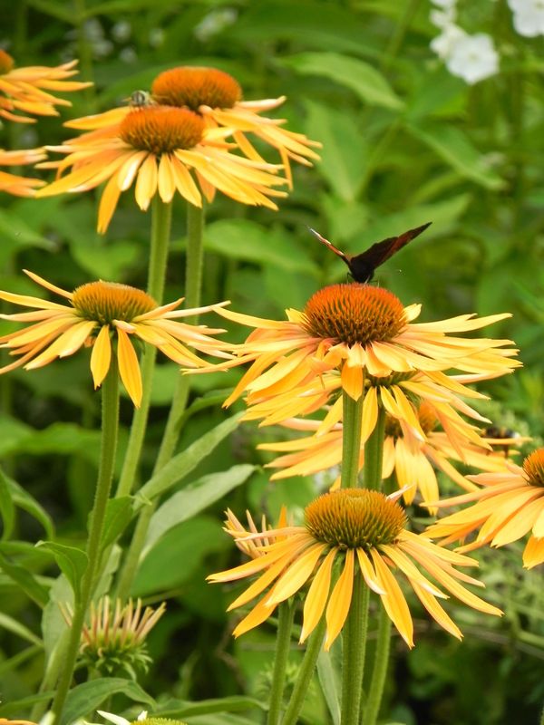 Echinacea x ‘Big Kahuna’