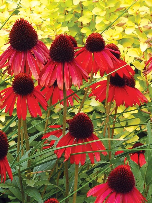 Echinacea x ‘FireBird’