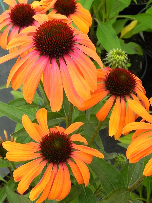 Echinacea x ‘Rainbow Marcella’