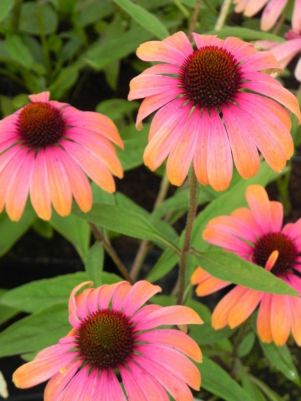 Echinacea x ‘Rainbow Marcella’
