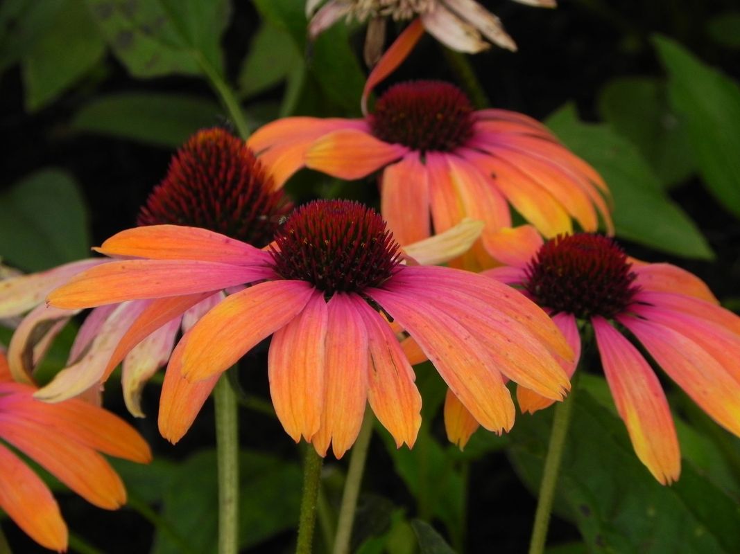 Echinacea x ‘Rainbow Marcella’