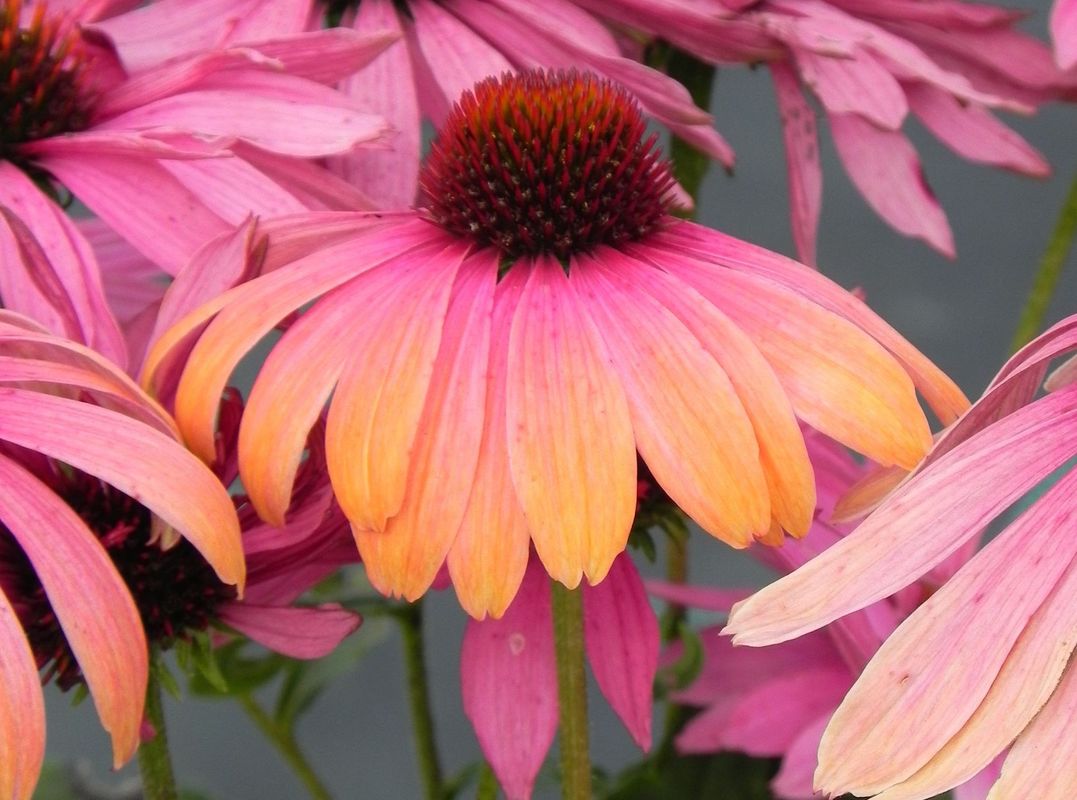 Echinacea x ‘Rainbow Marcella’