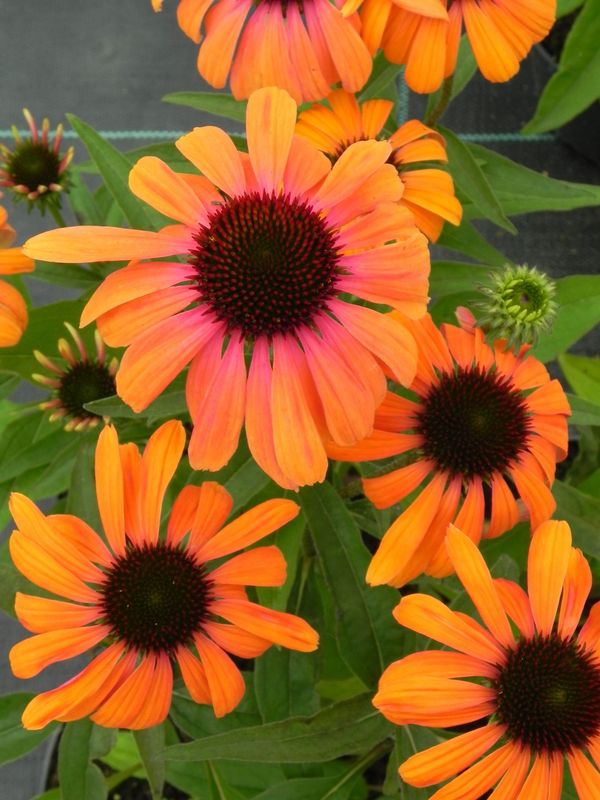 Echinacea x ‘Rainbow Marcella’