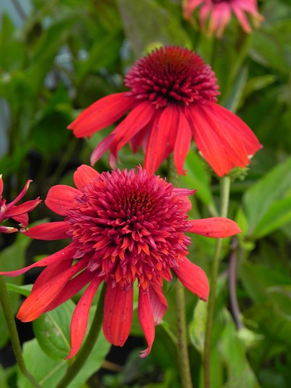 Echinacea x ‘Eccentric®’