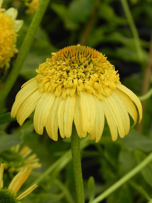 Echinacea x ‘Meteor Yellow’