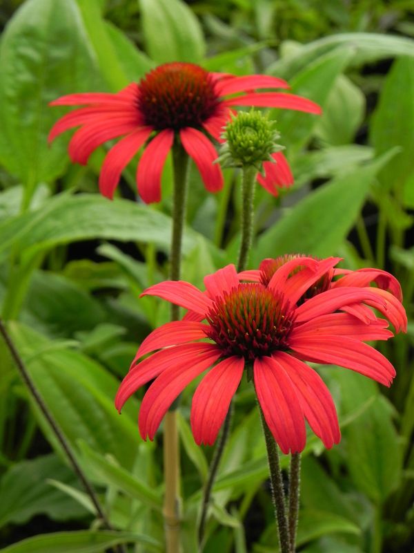 Echinacea x ‘Dixi Scarlet’