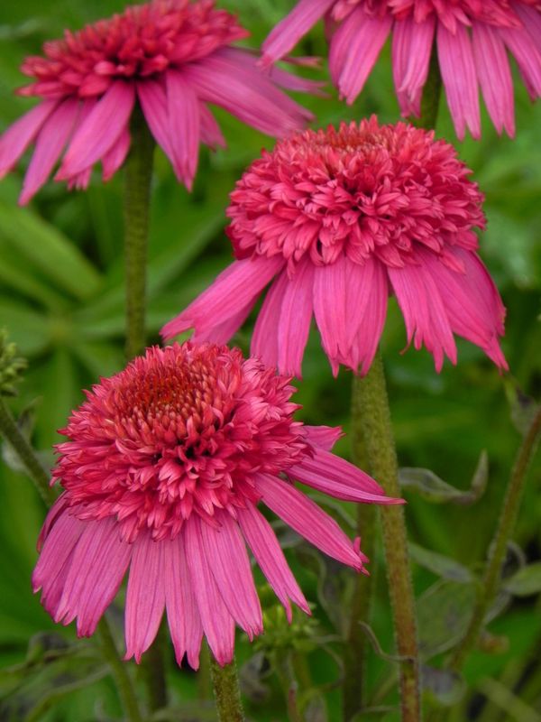 Echinacea x ‘Secret Affair’