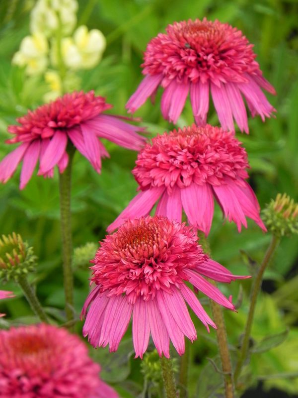 Echinacea x ‘Secret Affair’
