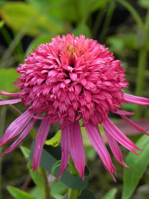 Echinacea x ‘Secret Affair’