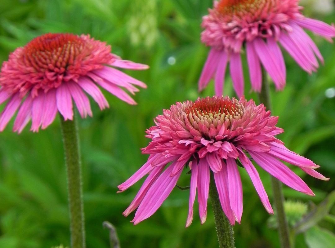 Echinacea x ‘Secret Affair’