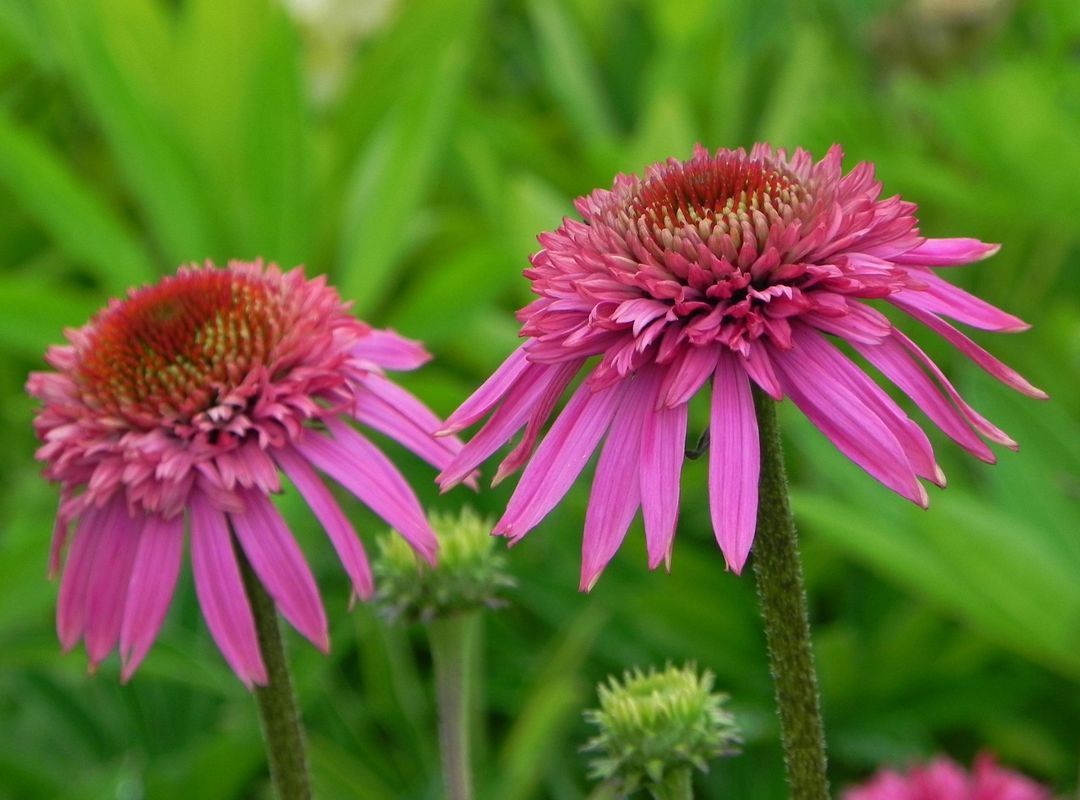 Echinacea x ‘Secret Affair’