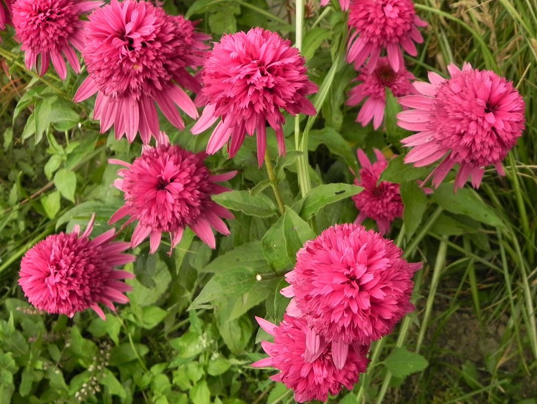 Echinacea x ‘Secret Affair’