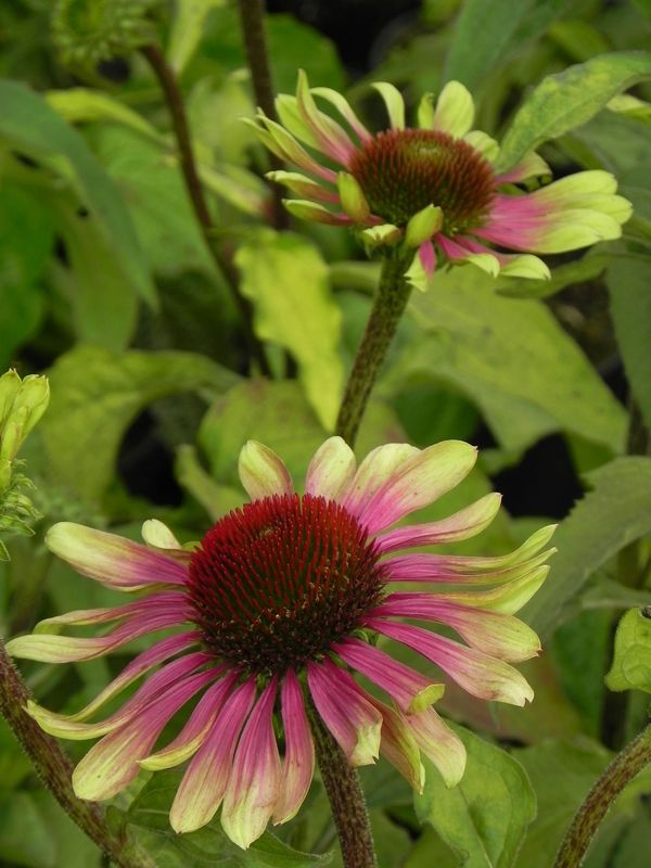 Echinacea x ‘Green Twister’