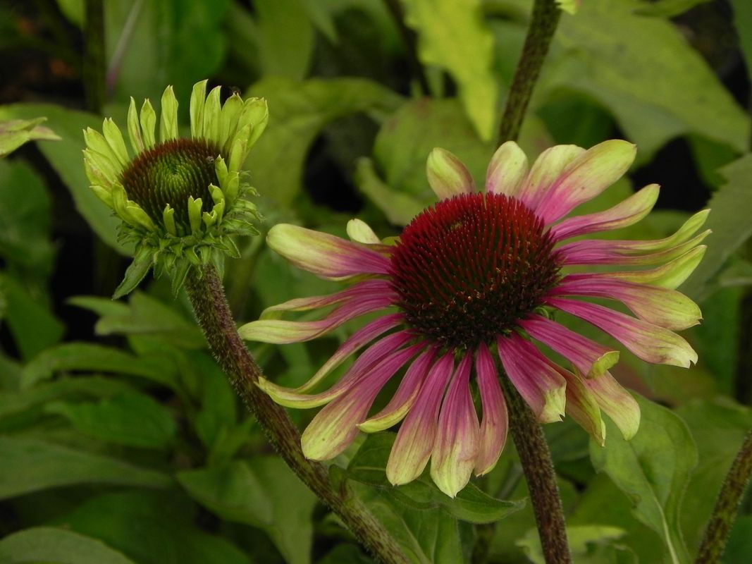 Echinacea x ‘Green Twister’
