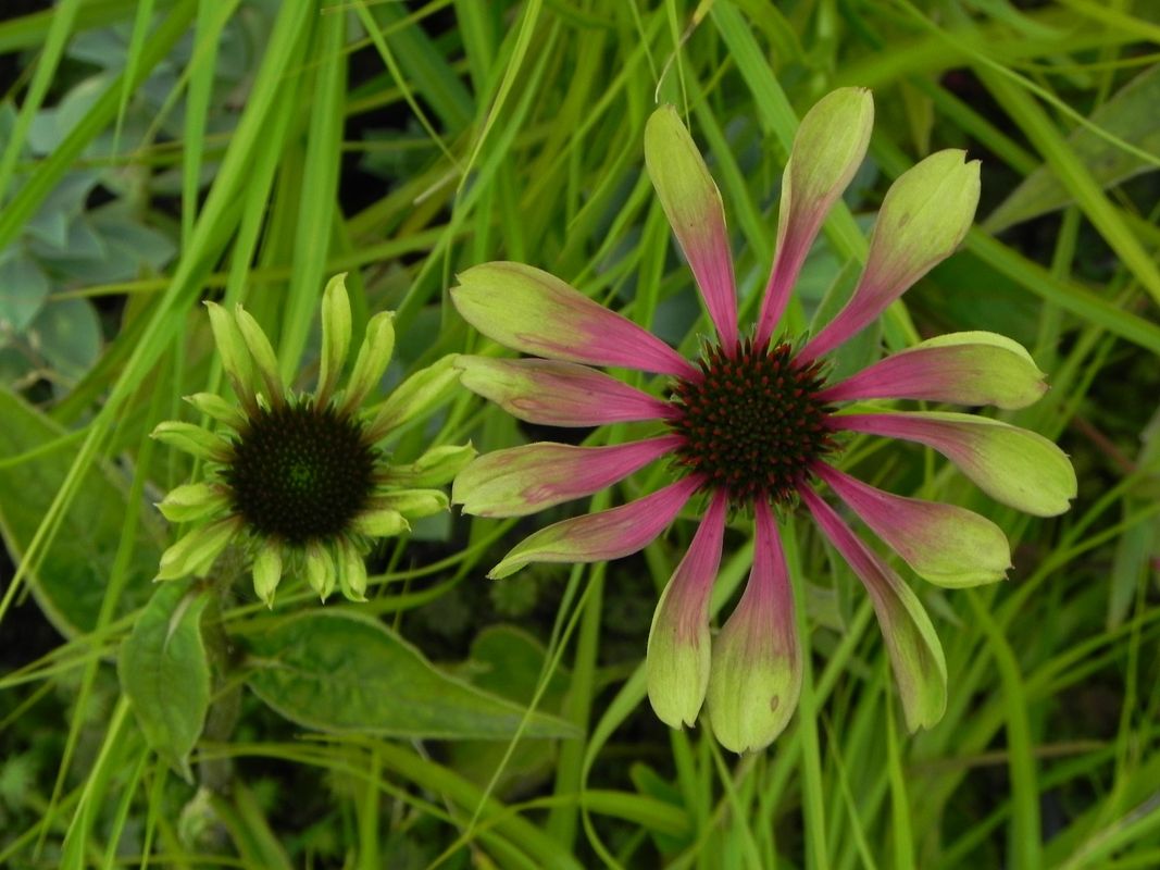 Echinacea x ‘Green Twister’