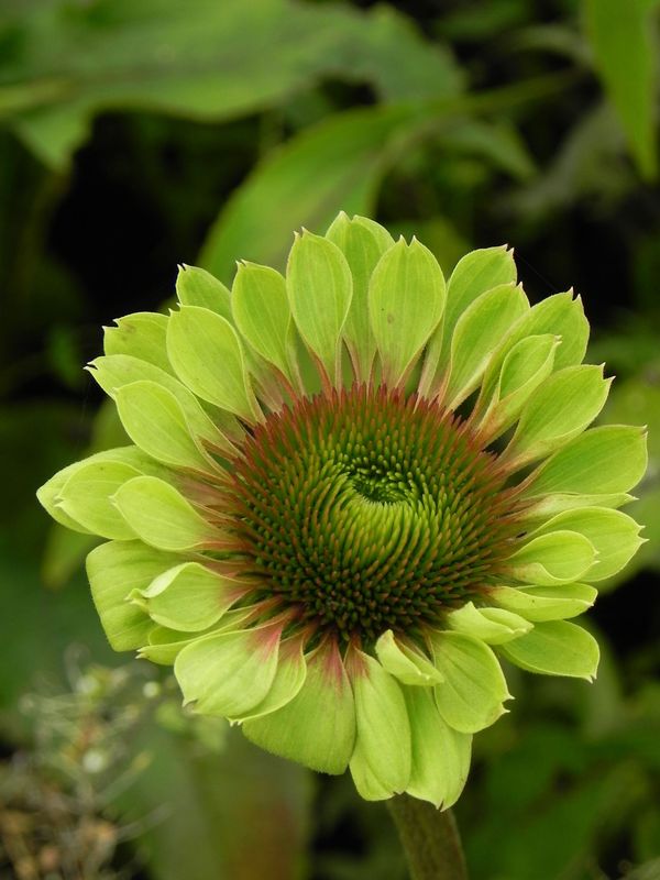 Echinacea x ‘Green Twister’