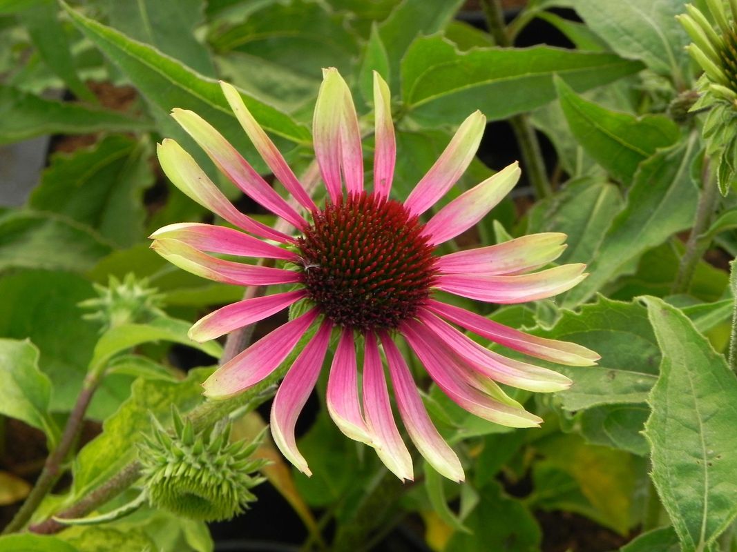 Echinacea x ‘Green Twister’