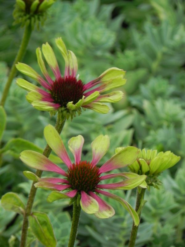 Echinacea x ‘Green Twister’