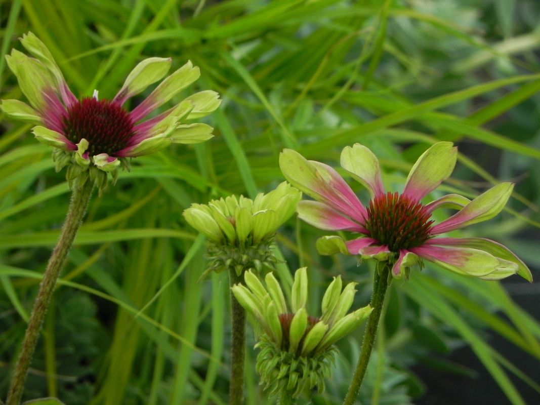 Echinacea x ‘Green Twister’